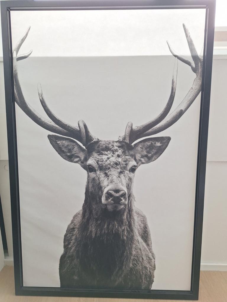 Hertenkop zwart-wit ingelijste print, Ophalen of Verzenden, Zo goed als nieuw, 50 tot 75 cm, Print