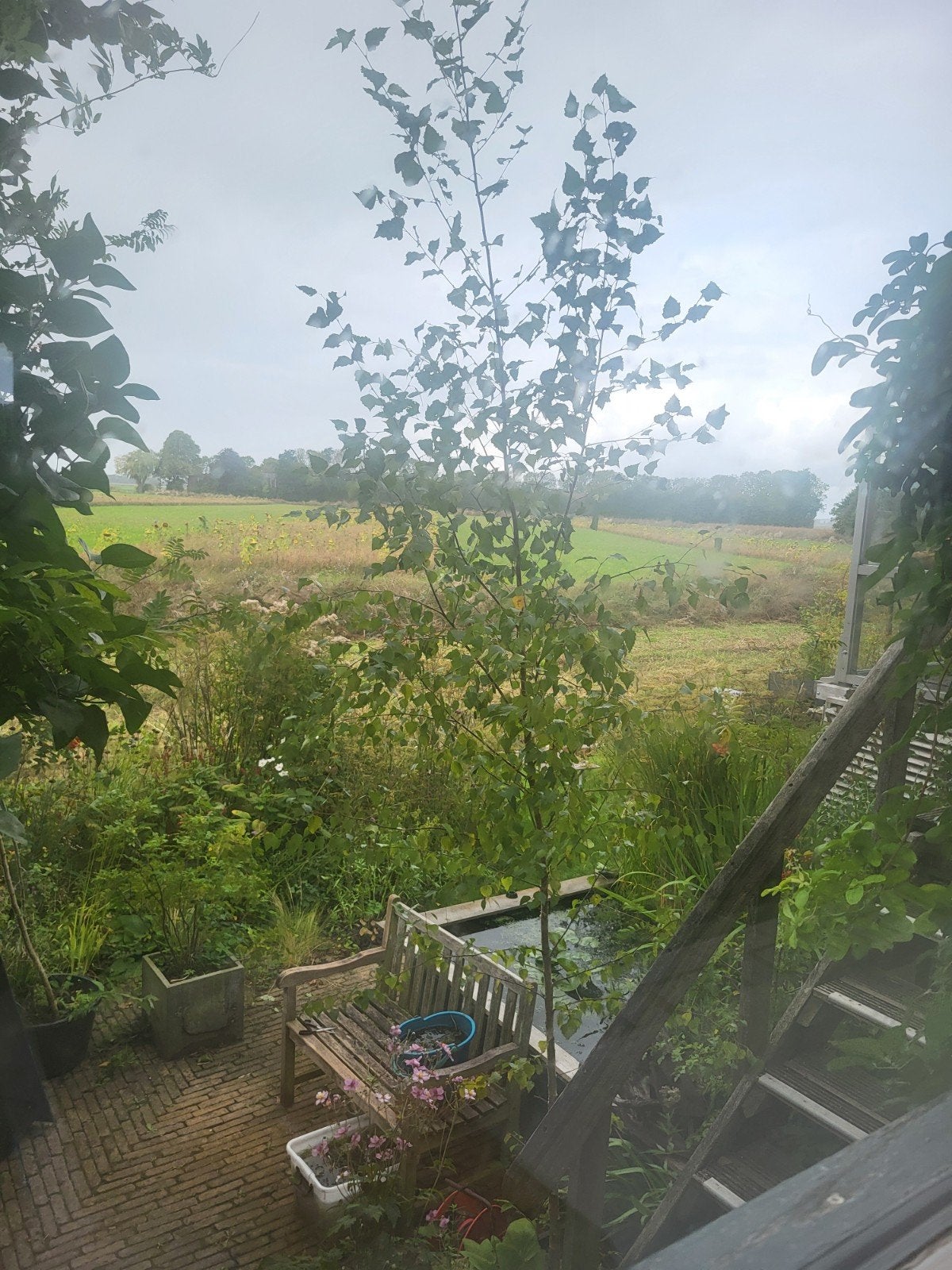 Berkenboom van 5 meter hoog, Tuin en Terras, Bloeit niet, Overige soorten, 400 cm of meer, Ophalen