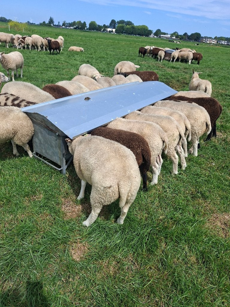 luxe dek rammen, Mannelijk, Schaap, 0 tot 2 jaar