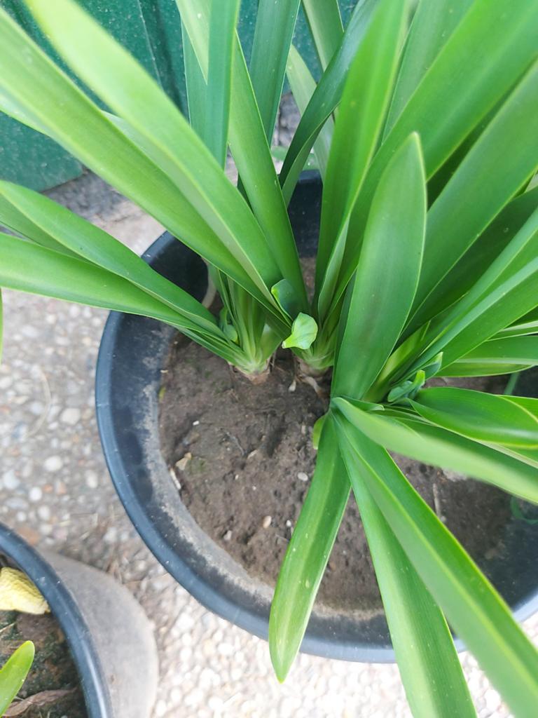 Agapanthus, Afrikaanse lelie, Ophalen