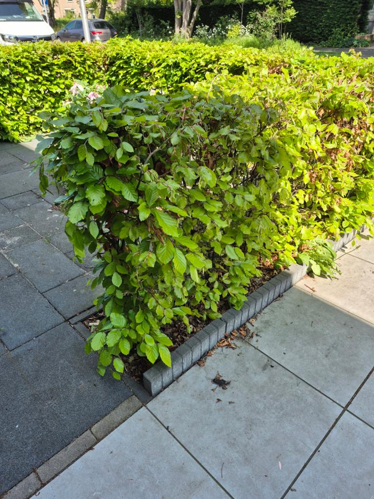 Beukenhaag - Gratis, Ophalen of Verzenden, Beukenhaag, Haag, 100 tot 250 cm