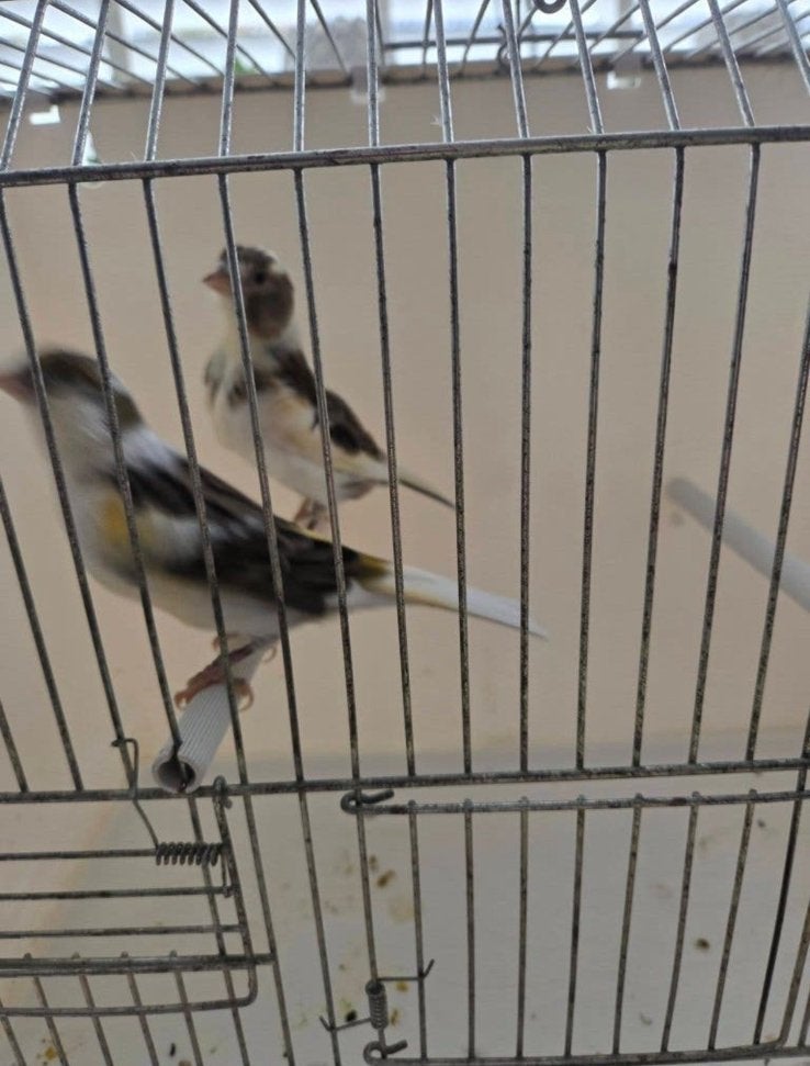 Harley kanarie, Dieren en Toebehoren, Mannelijk