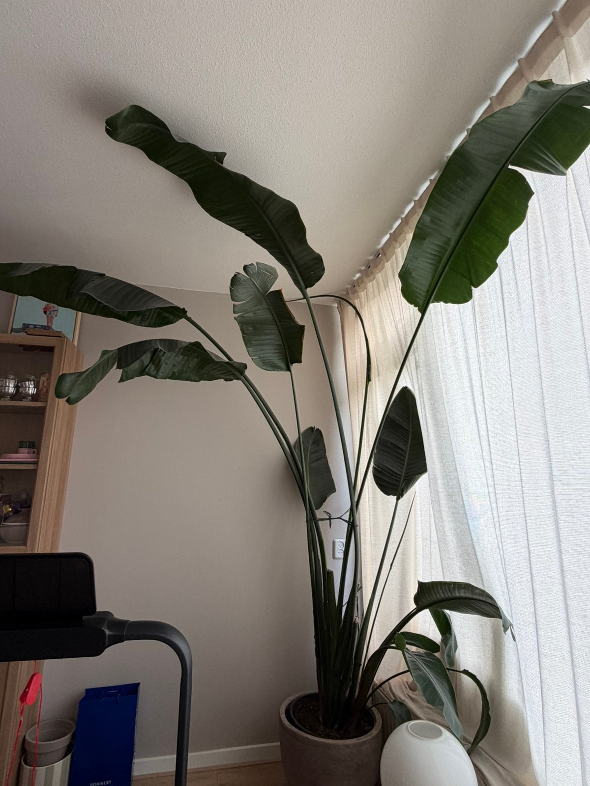 Gigantische Strelitzia Nicolai, Huis en Inrichting, Ophalen, Halfschaduw