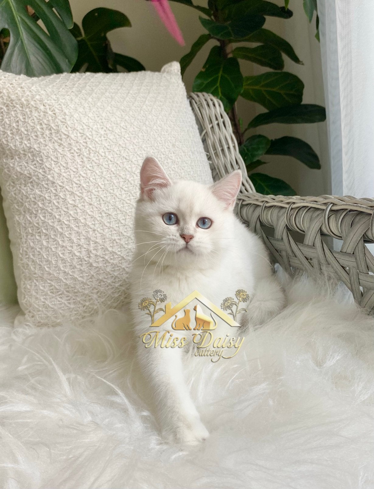 💙 Bijzonder Silver British Shorthair poesje 💙, Poes, Met stamboom, 0 tot 2 jaar