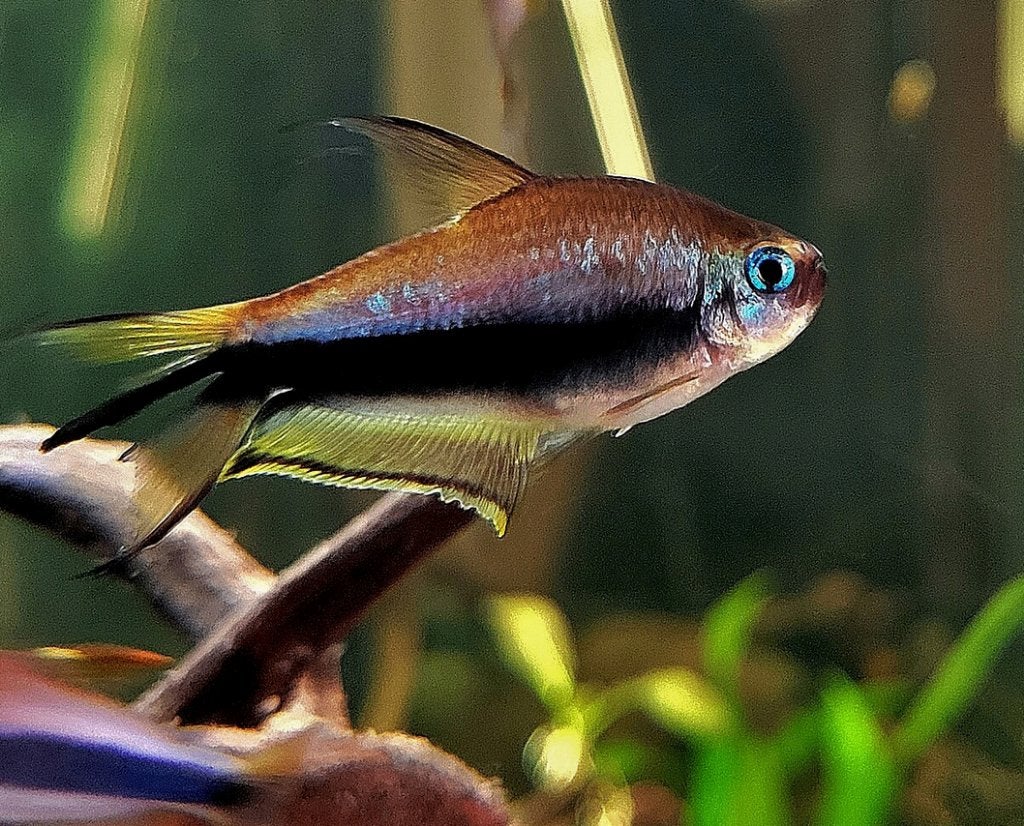 Emperor tetra (Nematobrycon palmeri), Dieren en Toebehoren, Vissen | Aquariumvissen, Vis, Zoetwatervis, Schoolvis
