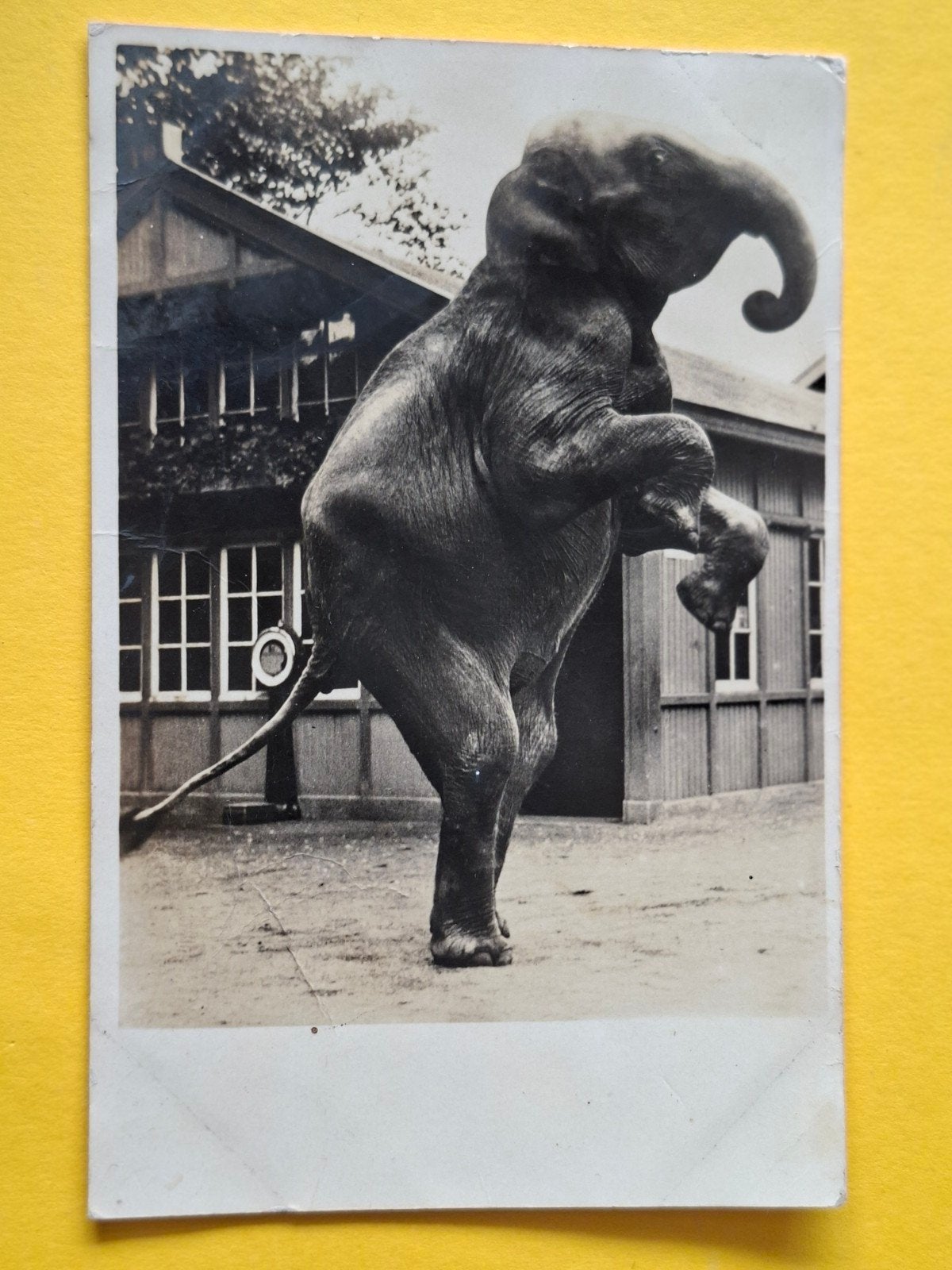 Diergaarde Blijdorp, Ophalen of Verzenden, Voor 1920, Noord-Holland