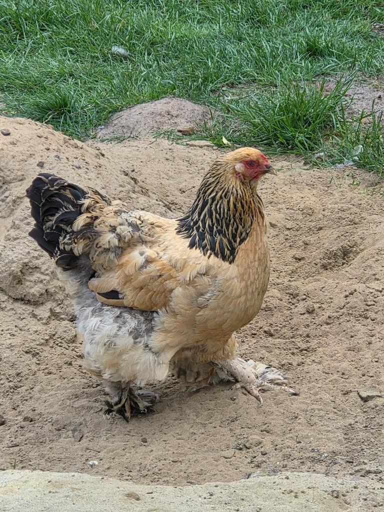 Brahma buff hen, Vrouwelijk, Kip