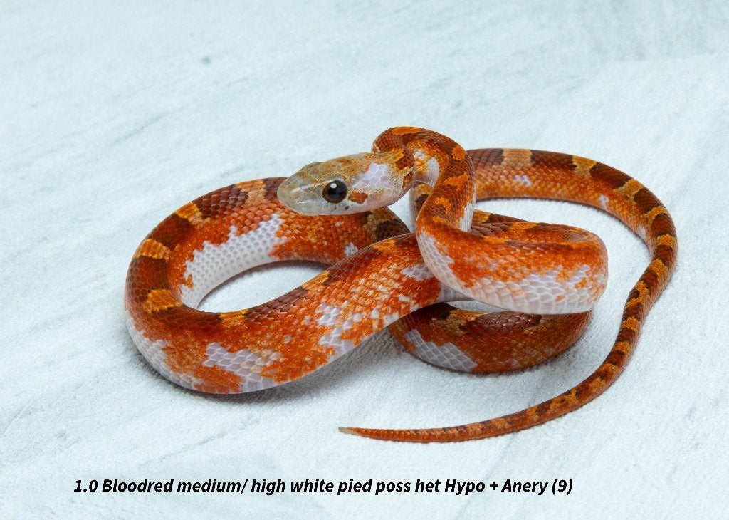 Top kwaliteit NK2026 Piedsided rattenslangen. Rat Snake photo 6