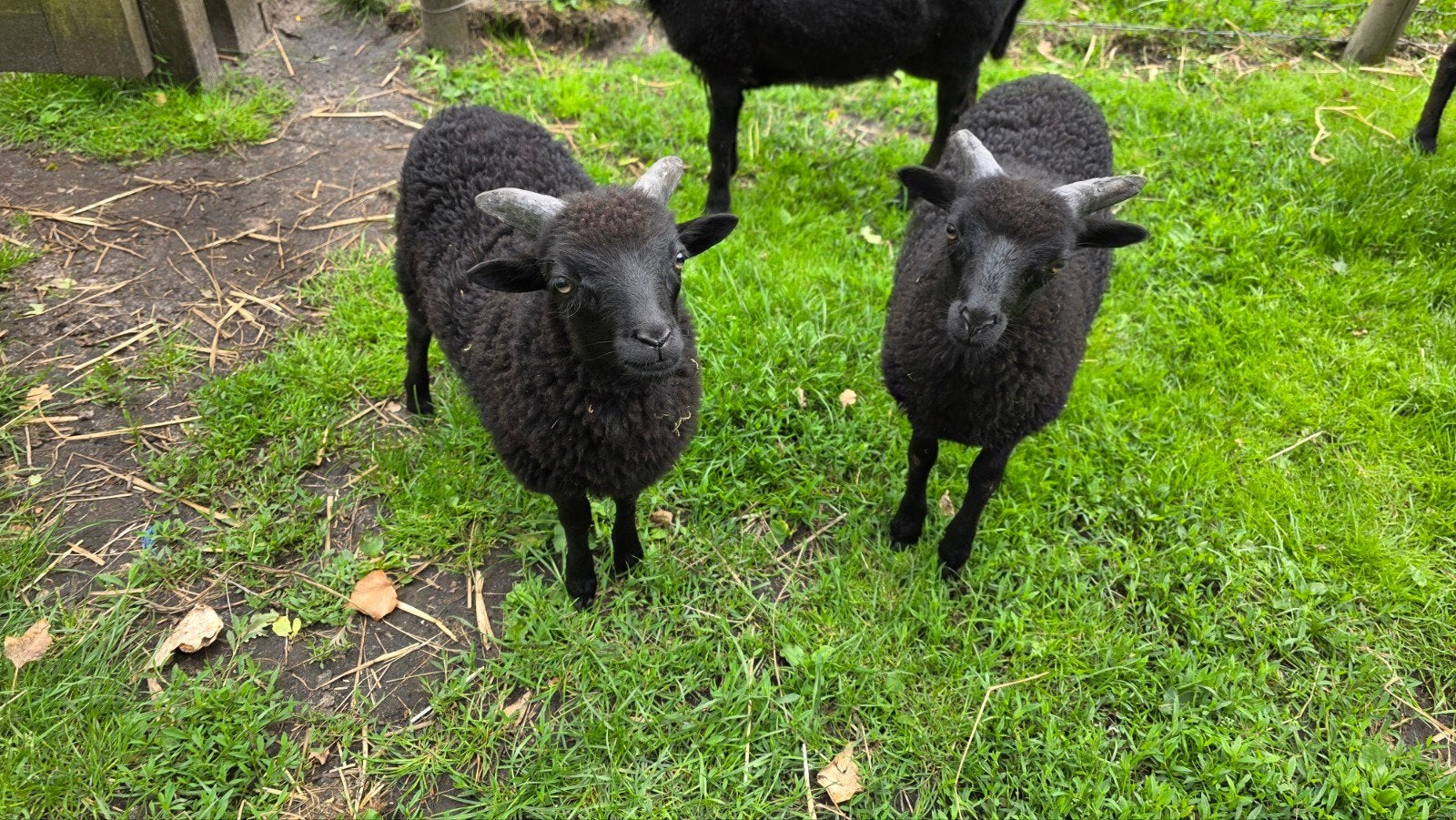 Ouessant lammeren, Mannelijk, Schaap