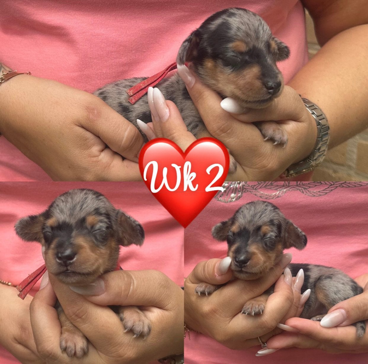 Zeer mooie dwergteckel pups kort en langharig, België, Fokker | Hobbymatig, 8 tot 15 weken, Dwerg
