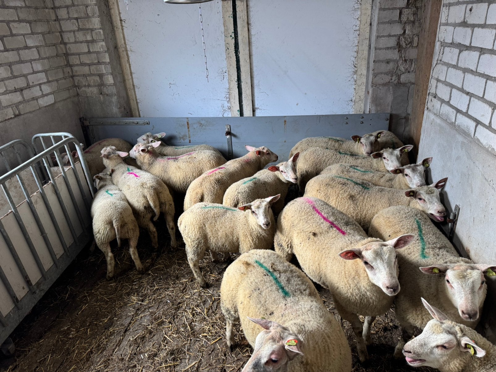 Dekrammen, Dieren en Toebehoren, Mannelijk, Schaap