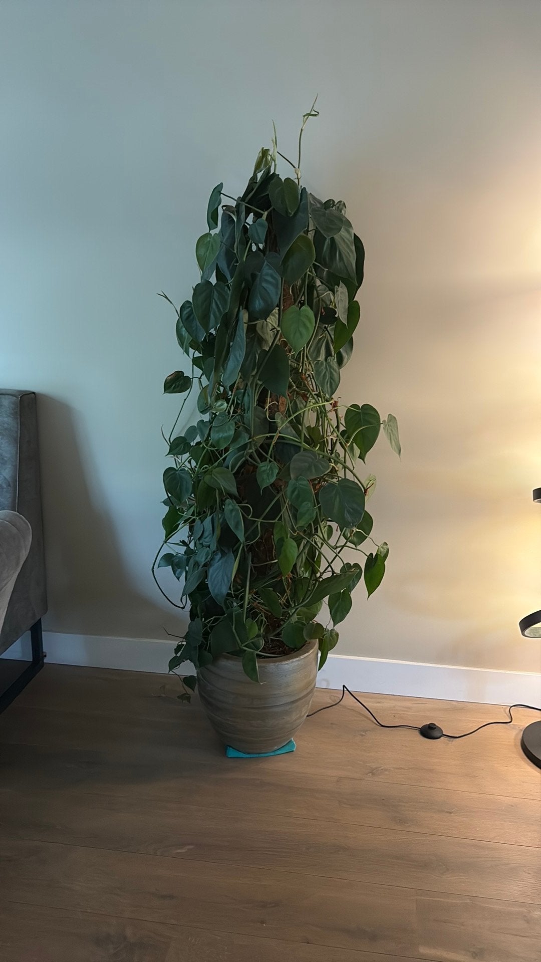 Mooie kamer plant met  pot, Huis en Inrichting, Ophalen, Halfschaduw, 150 tot 200 cm