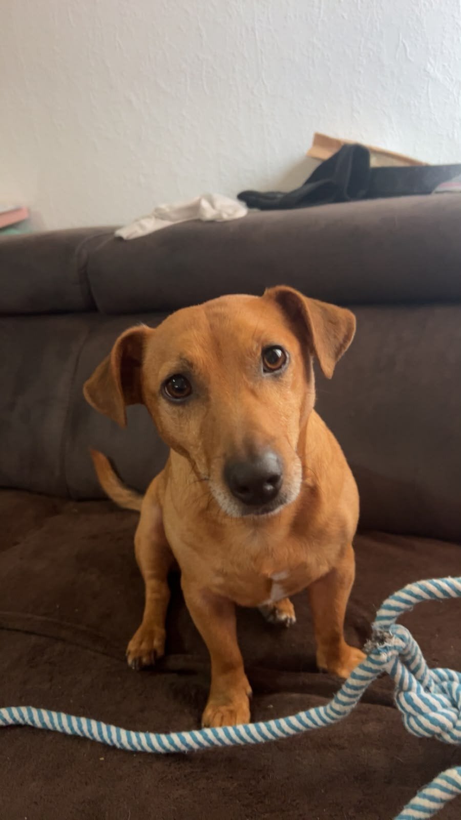 jack russel, Jack Russell Terriër, Reu, Eén hond, 3 tot 5 jaar