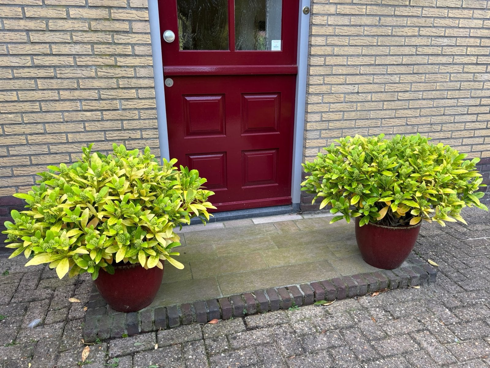 Twee grote plantenbakken met planten voor buiten, Overige materialen, Gebruikt, Rond, Ophalen of Verzenden
