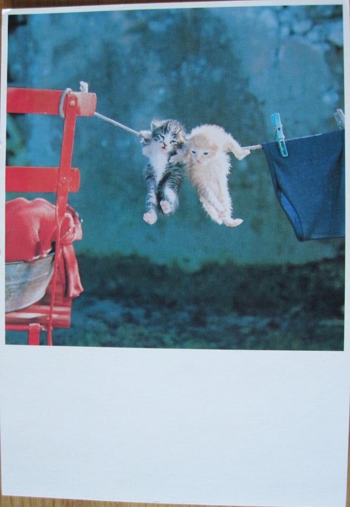 Helmut Klein - Waslijn met poesjes - 1985 - nieuw, Verzenden, 1980 tot heden, Ongelopen, Overige thema's
