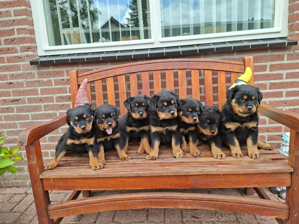 Prachtige, stoere Rottweiler pups, Dieren en Toebehoren, Honden | Bulldogs, Pinschers en Molossers, Parvo, 8 tot 15 weken, Meerdere
