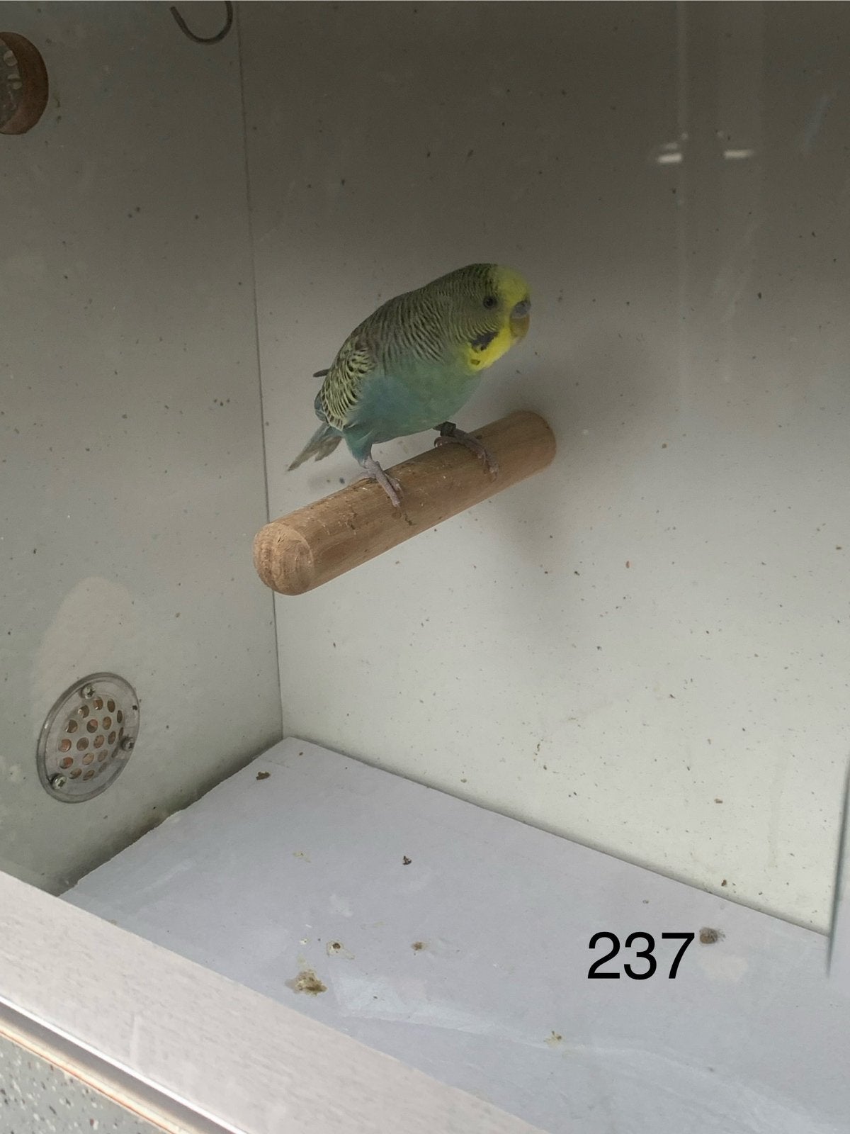 Grasparkiet, Dieren en Toebehoren, Mannelijk, Parkiet, Geringd