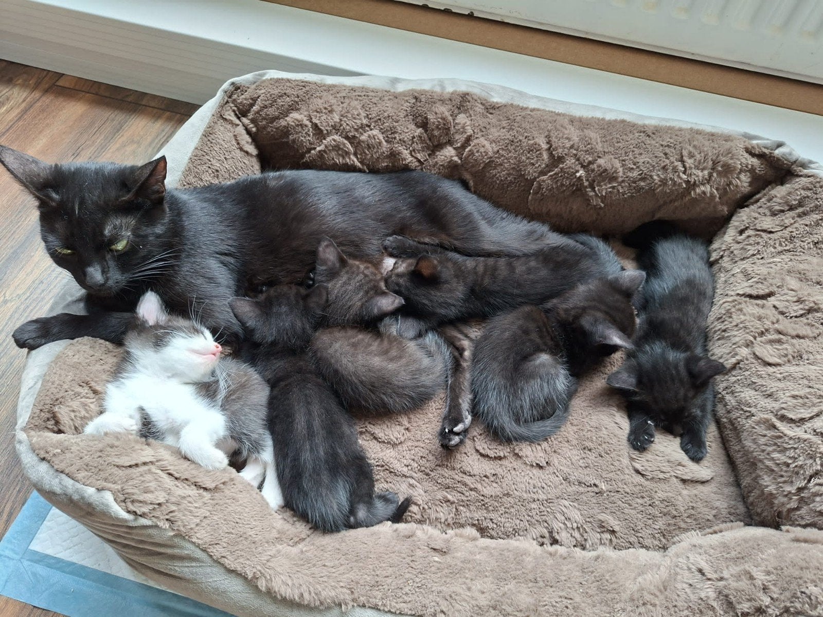 Super schattige kittens