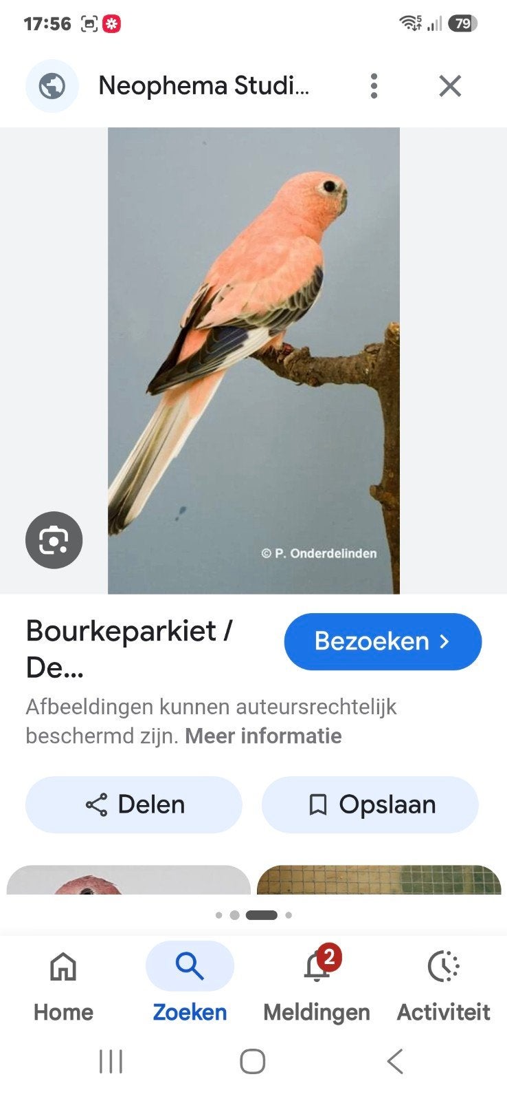 Gezocht: wild/roze/robino/lutino bourke parkieten, Meerdere dieren, Parkiet, Geringd