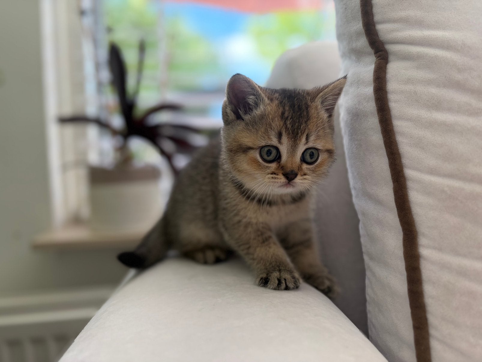 Britse korthaar golden, Dieren en Toebehoren, Kater, 0 tot 2 jaar