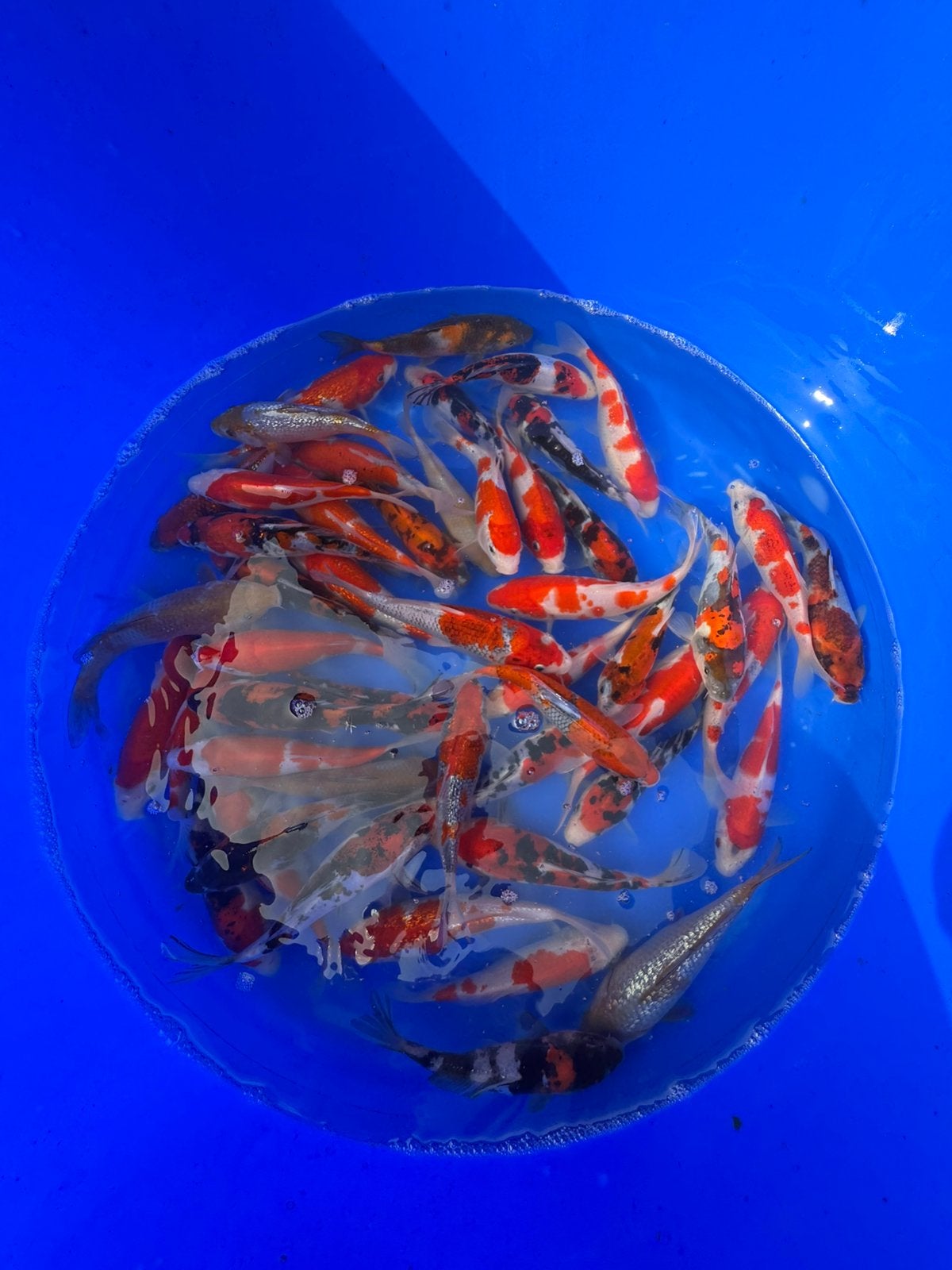 Hiroi mix, Dieren en Toebehoren, Karper of Koi