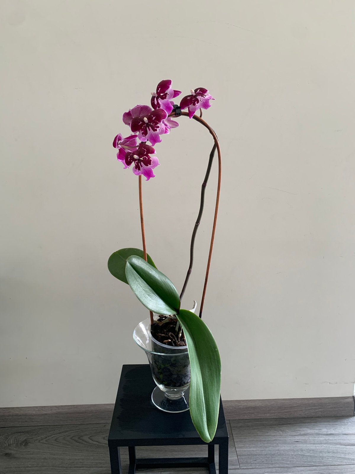 Orchidee, Ophalen of Verzenden, Halfschaduw, Minder dan 100 cm