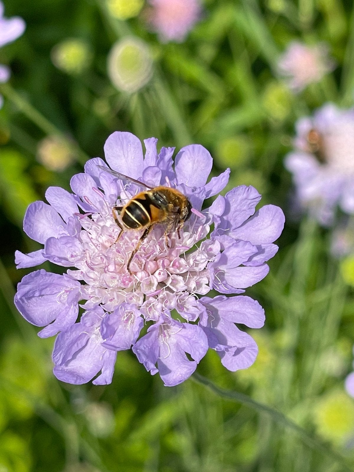 Scabiosa columbaria - Duifkruid, Volle zon, Vaste plant, Lente, Ophalen