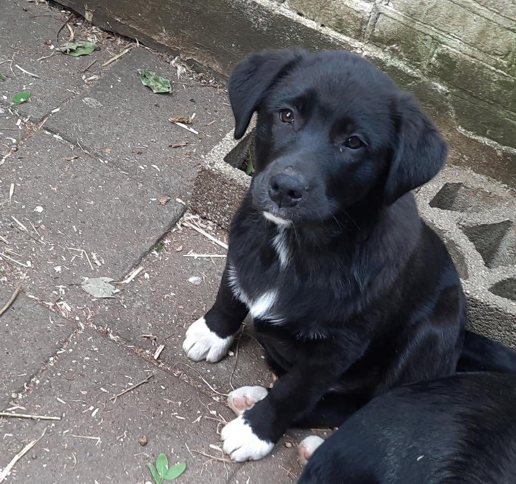 Wegens annulering kruising pups Labrador x Shepherd te koop., Parvo, 15 weken tot 1 jaar, Meerdere, Meerdere dieren
