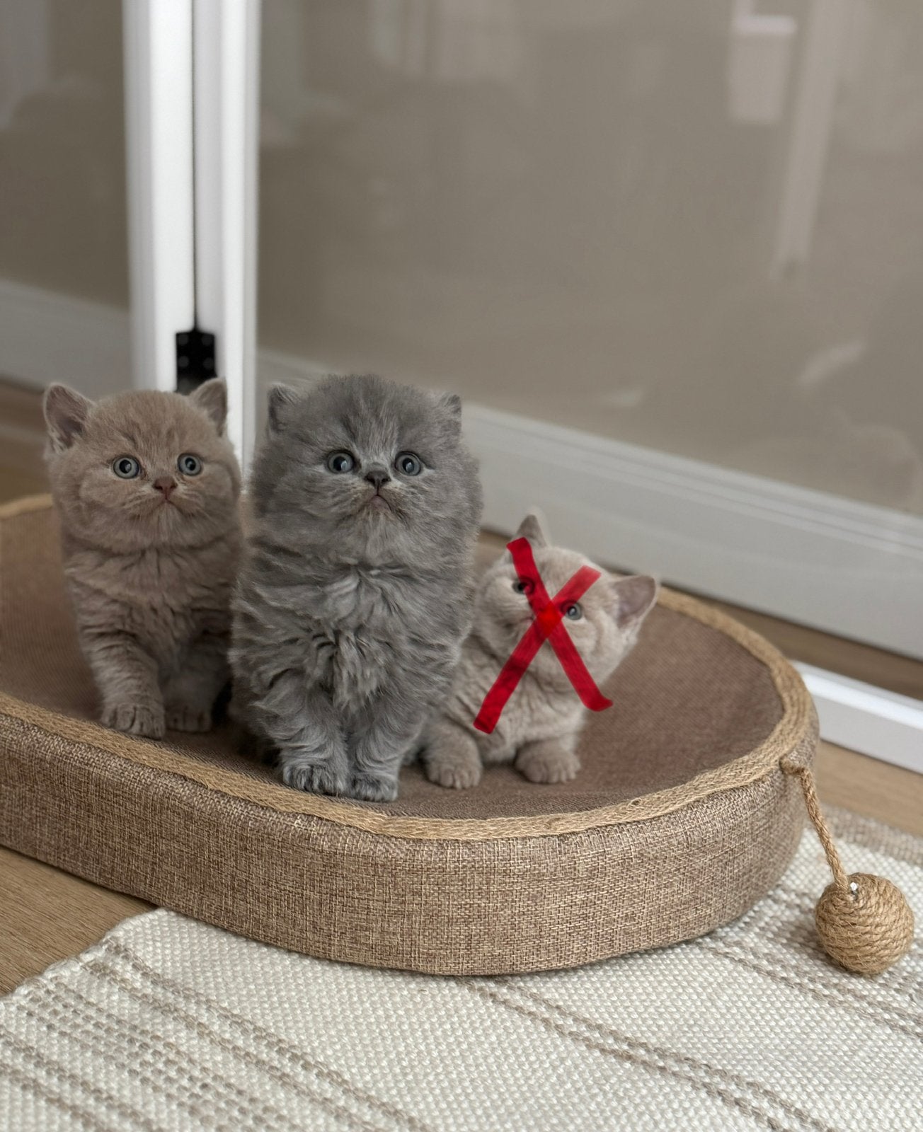 Prachtige Britse Korthaar kittens, Dieren en Toebehoren, Katten en Kittens | Raskatten | Langhaar, Ontwormd