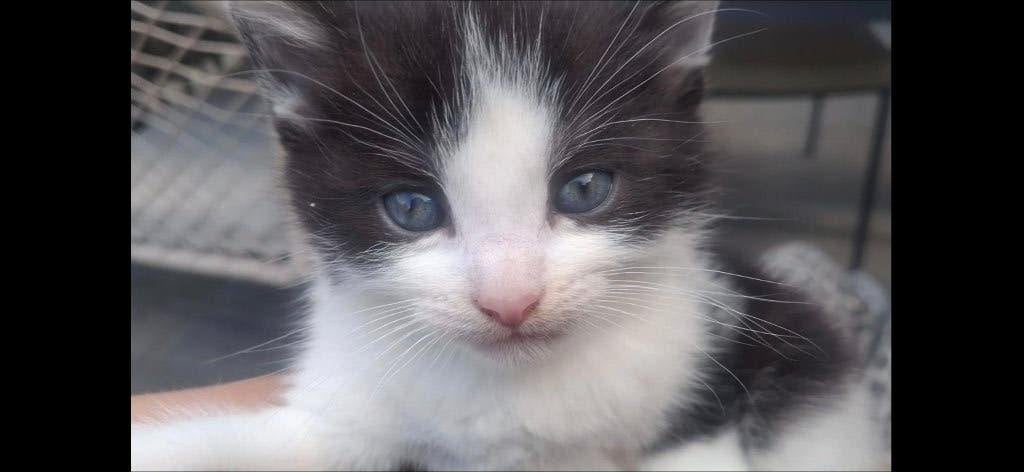 Kittens, vrouwtjes, nog 2 beschikbaar, liefst samen weg, Poes, Kortharig, 0 tot 2 jaar