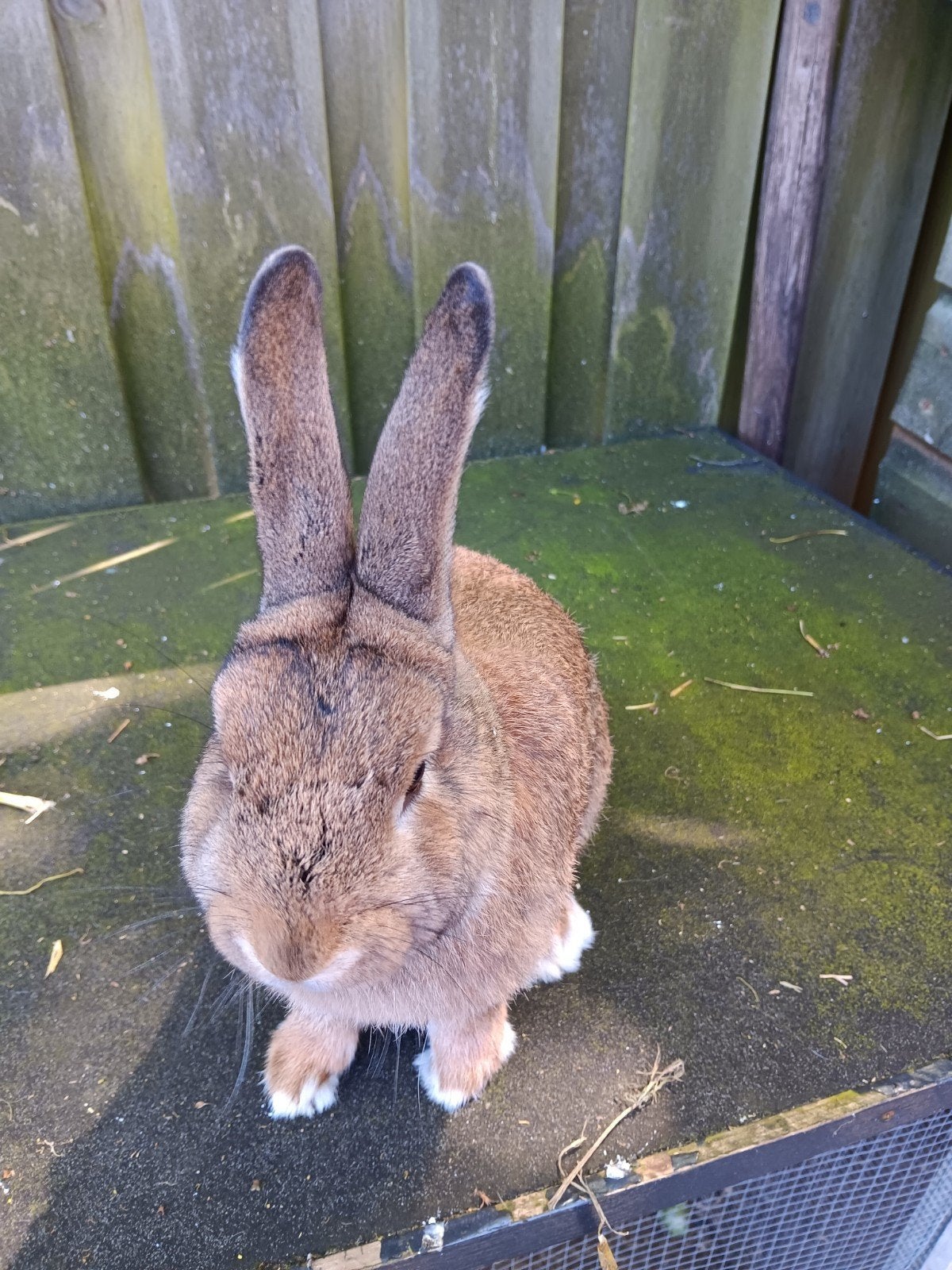 Jonge Rammen, Dieren en Toebehoren, Konijnen, Mannelijk, Klein, 0 tot 2 jaar