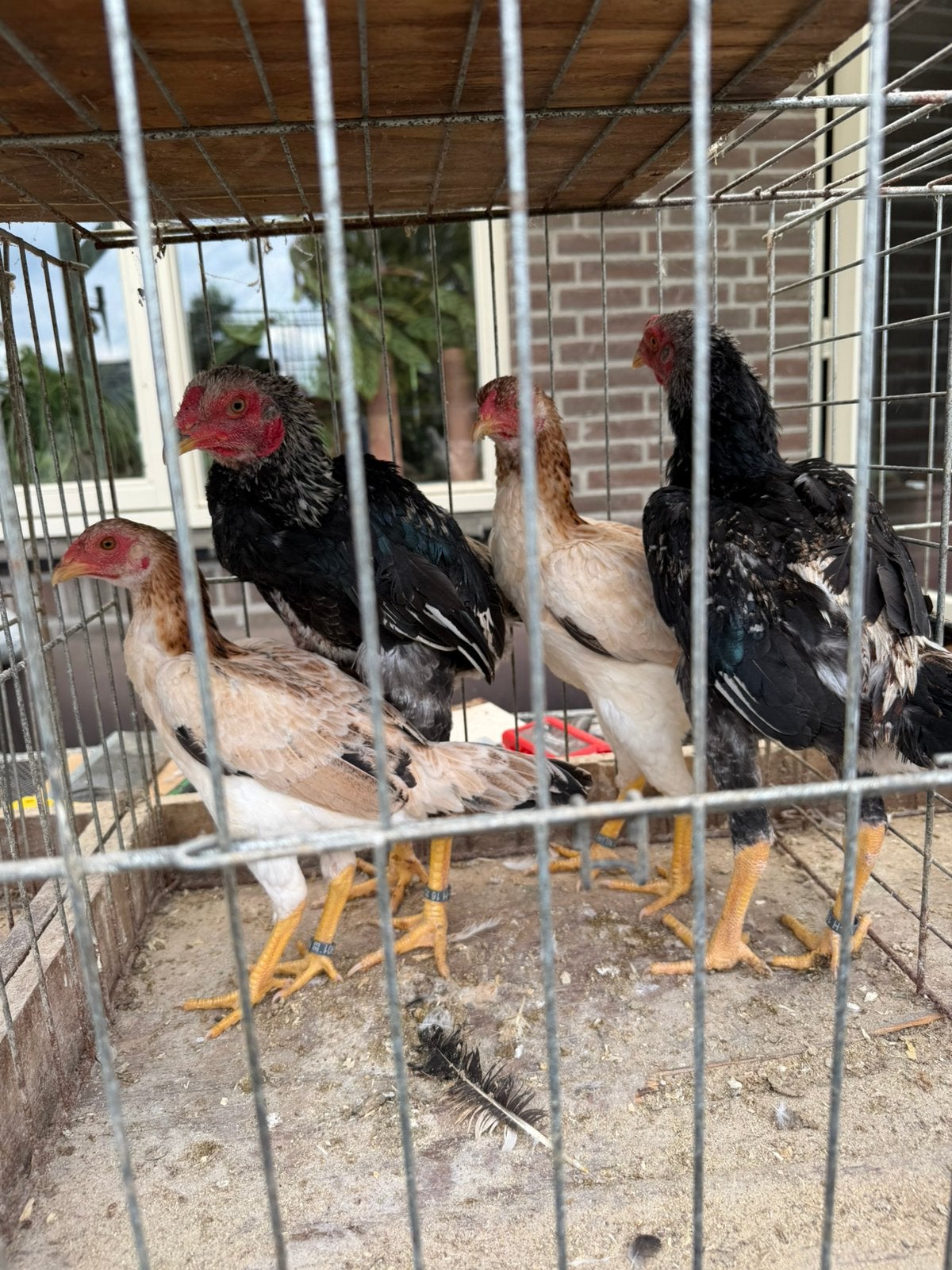 Shamo kriel Zilvertarwe, Dieren en Toebehoren, Meerdere dieren, Kip