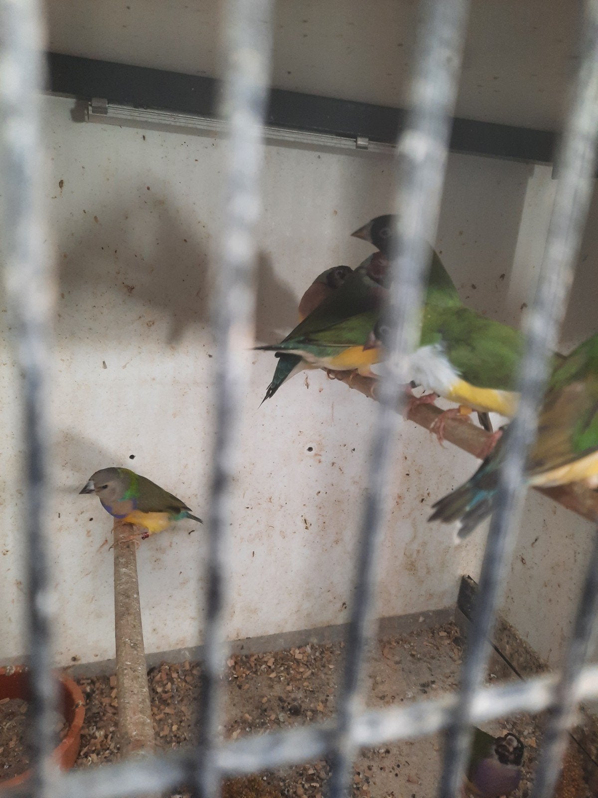 Gouldamadine, Dieren en Toebehoren, Meerdere dieren, Tropenvogel, Geringd