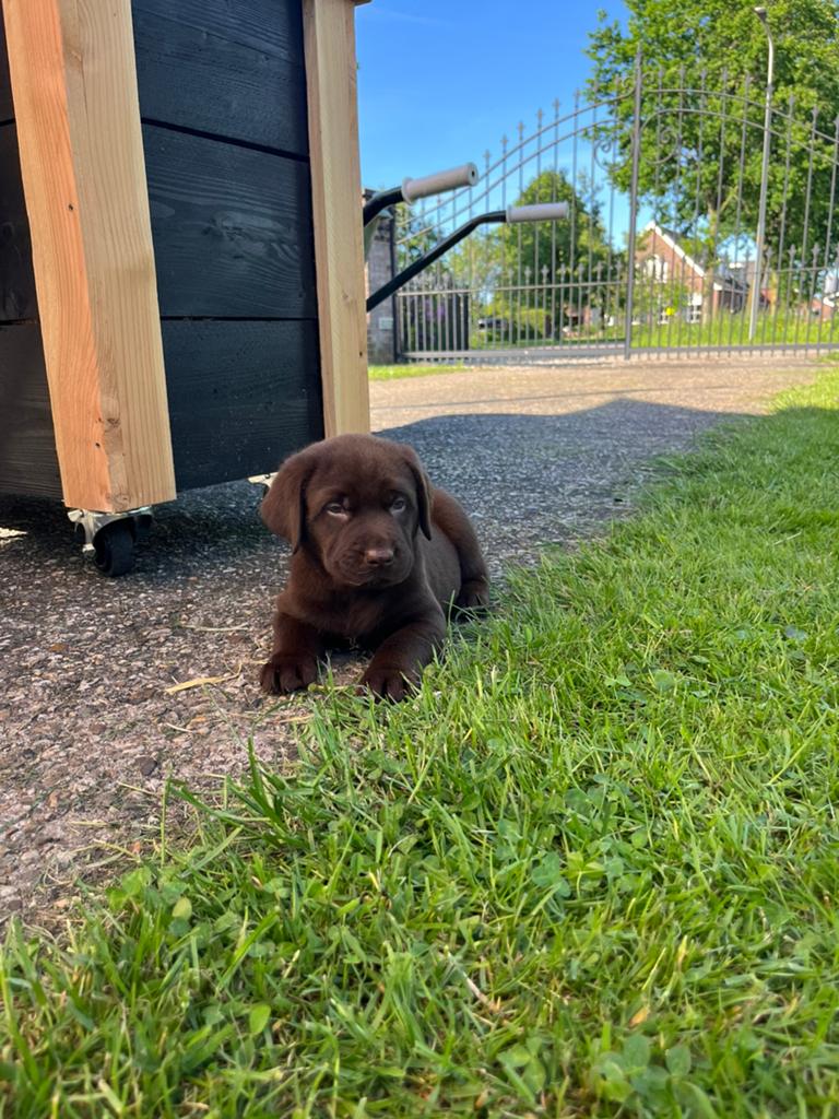 Lieve bruine labrador pups, 8 tot 15 weken, Labrador retriever, Parvo, Meerdere