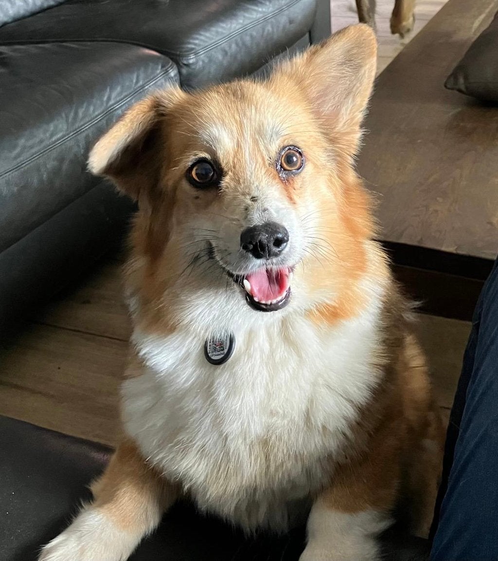Welsh corgi pembroke, Teef, Parvo, Eén hond, 3 tot 5 jaar