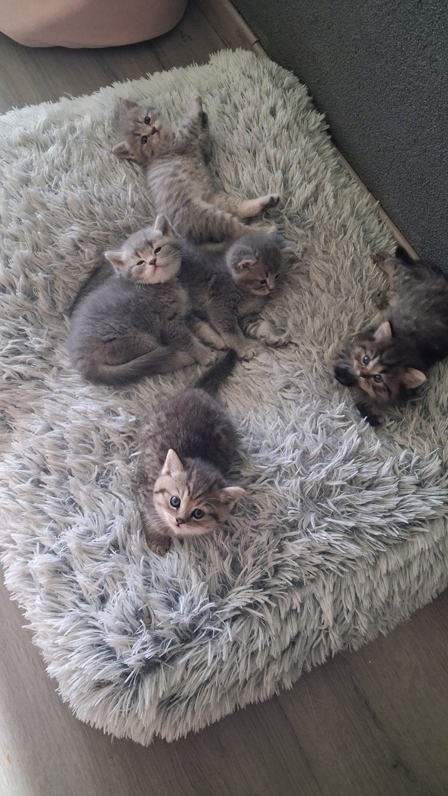 Vijf prachtige Britse Korthaar katten te koop, Kater, Ontwormd, 0 tot 2 jaar