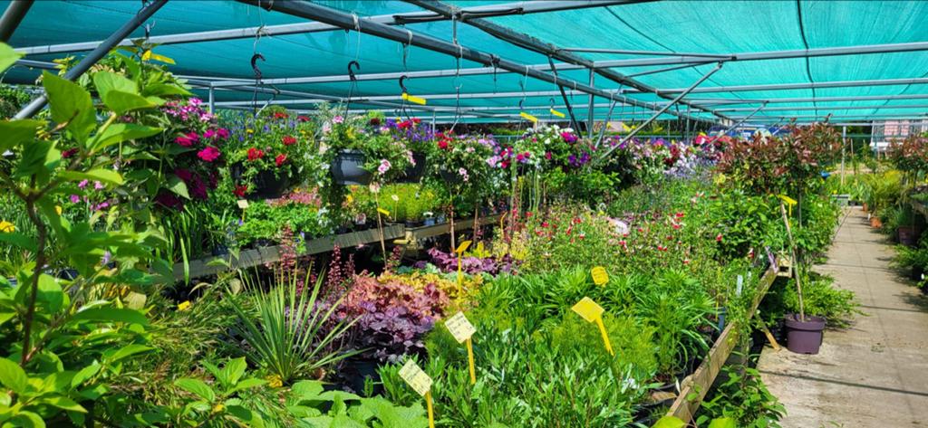 Vaste tuinplanten: 500+ soorten vanaf 0,50! Gratis parkeren, Ophalen, Vaste plant, Overige soorten, Halfschaduw