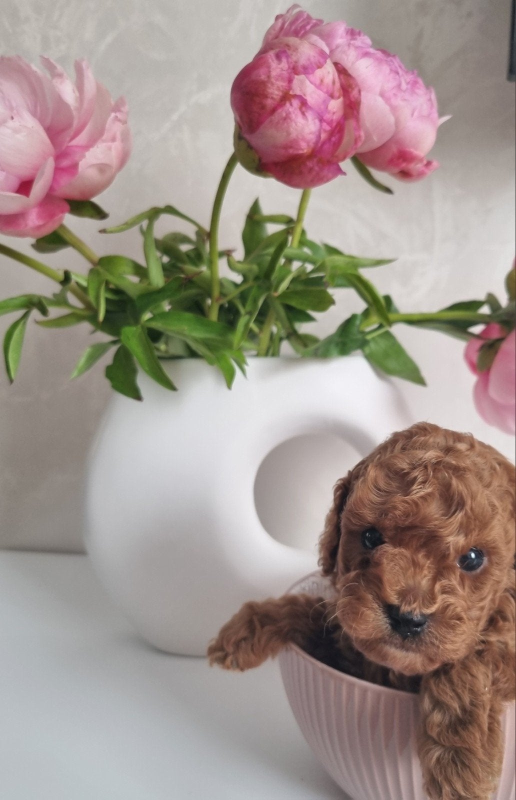 Prachtige Toy poedel pups, Dieren en Toebehoren, Honden | Chihuahua's en Gezelschapshonden, Poedel, Parvo, 8 tot 15 weken, Meerdere
