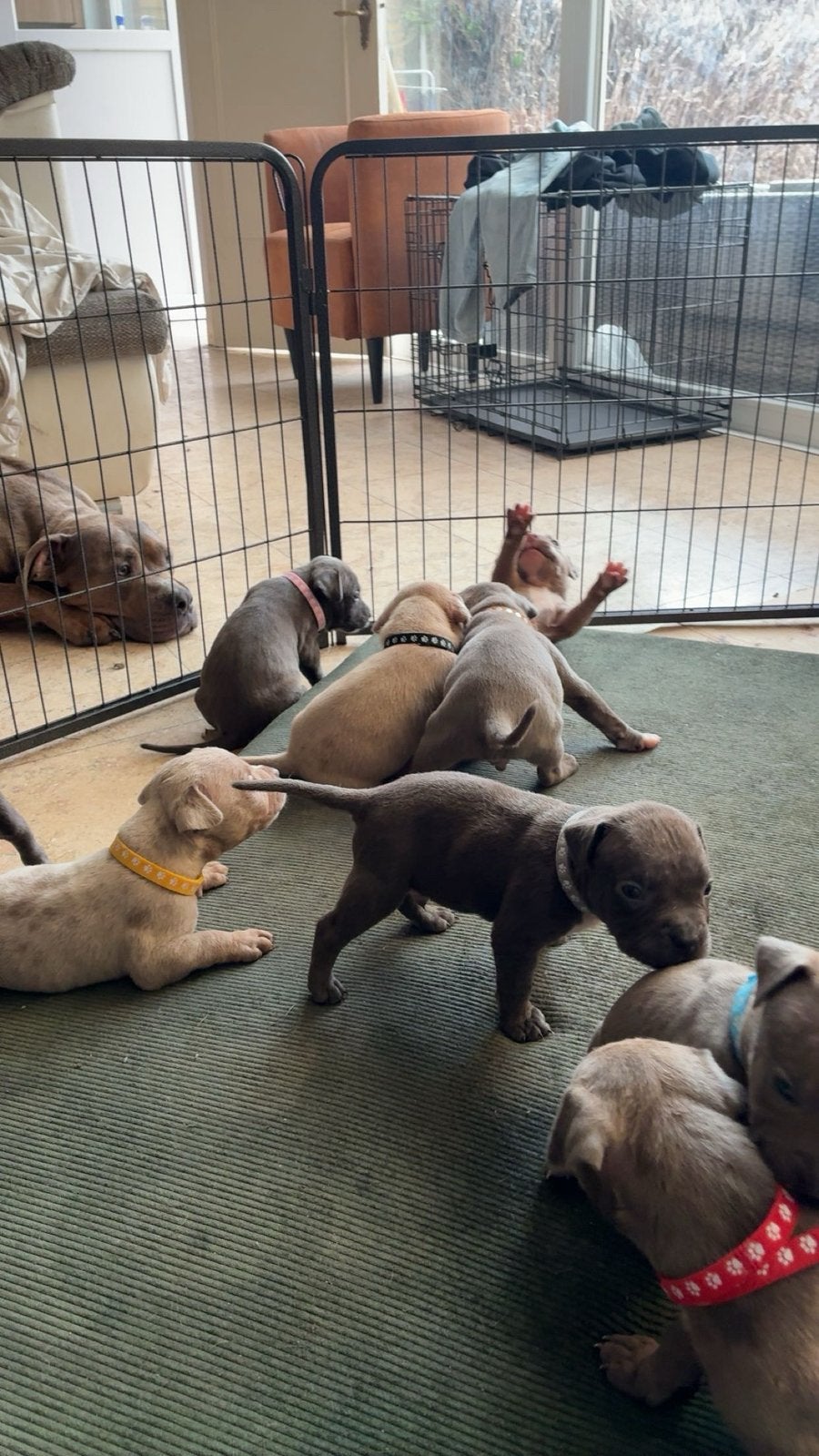 Bully xl pups zonder stamboom, Ophalen of Verzenden