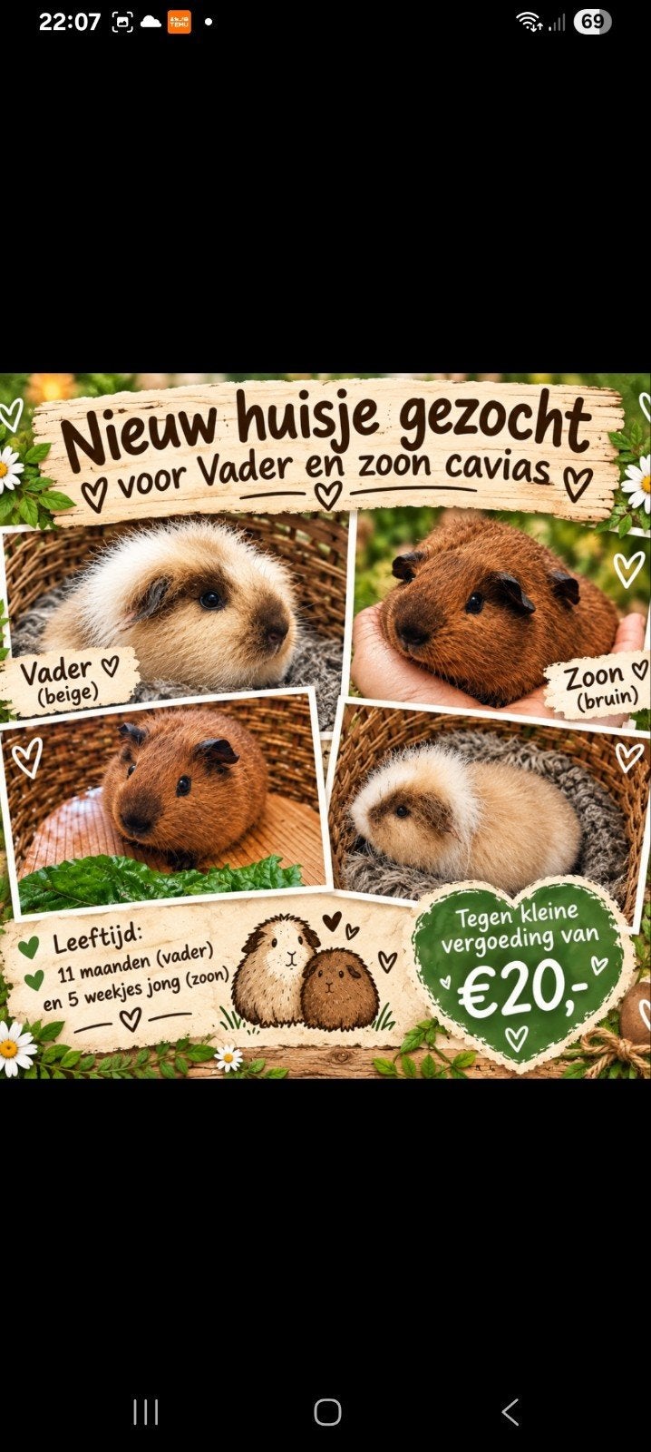 2 Cavia mannetjes Vader en Zoon., Dieren en Toebehoren, Cavia, Augustus, Mannelijk, Tam