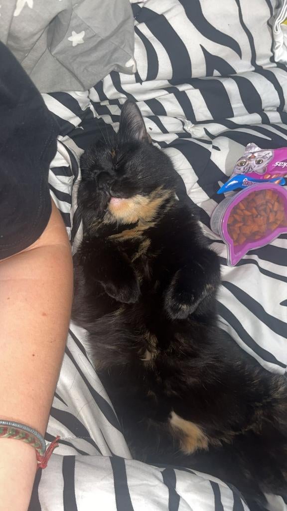 VERMIST Blitzie nijelamer schipslootweg, Poes, Gechipt, 6 jaar of ouder