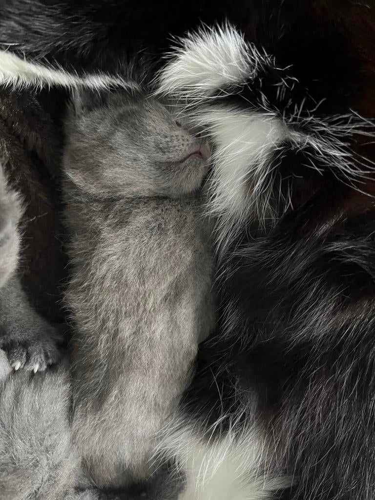 Eleven met spoed op zoek naar een nieuwe eigenaar!!, Dieren en Toebehoren, Katten en Kittens | Raskatten | Korthaar, Ontwormd