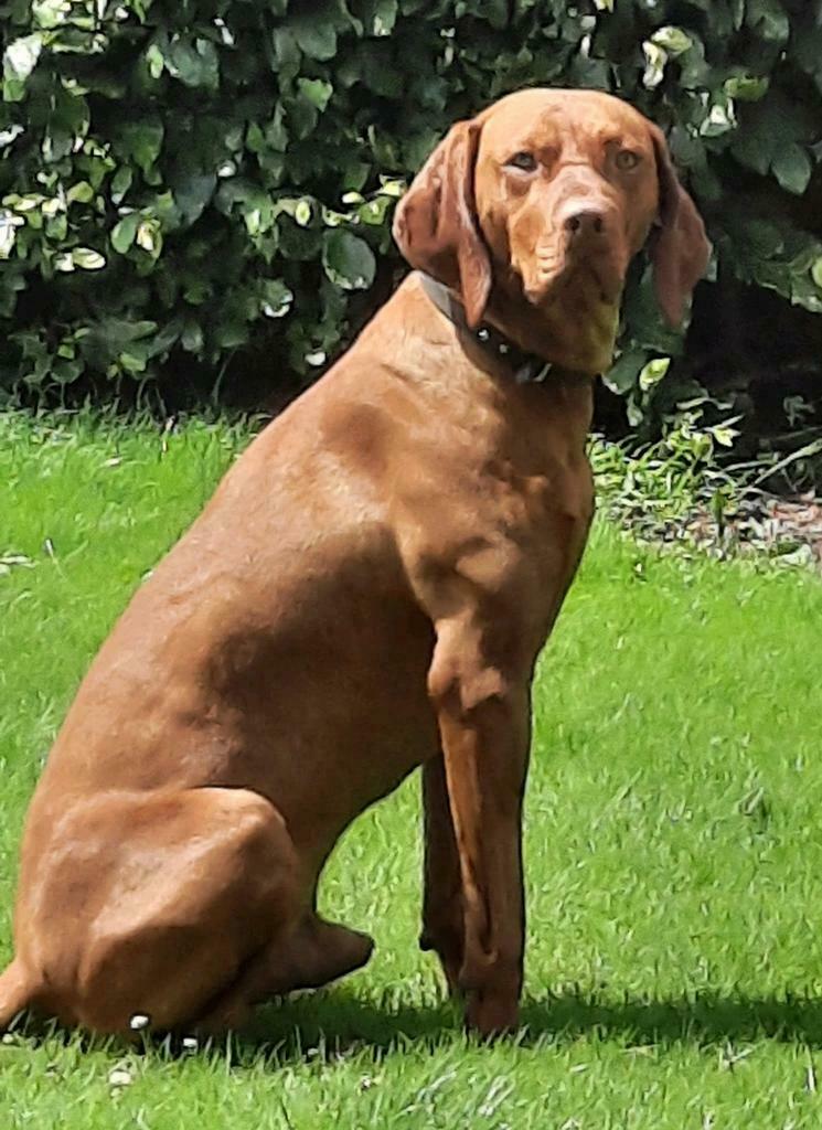 Ervaren Magyar Vizsla dekreu, Reu, Parvo, Eén hond, 3 tot 5 jaar