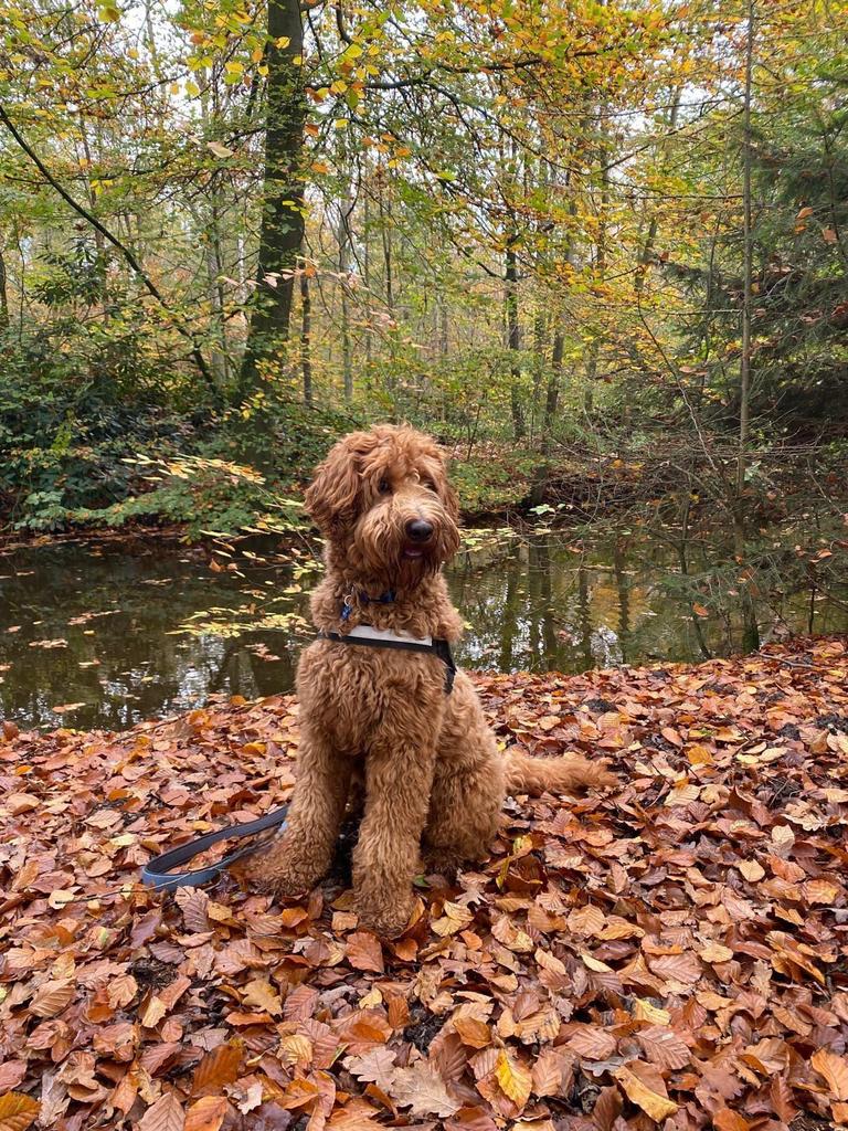 Dekreu Australian Labradoodle, Reu, 1 tot 2 jaar, Parvo, Eén hond