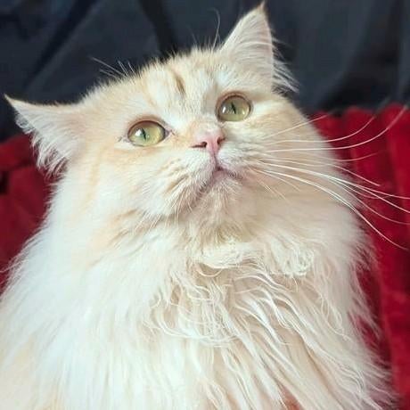 Prachtige Brits Langhaar kater 11 maanden kater Zachtaardig, Kater