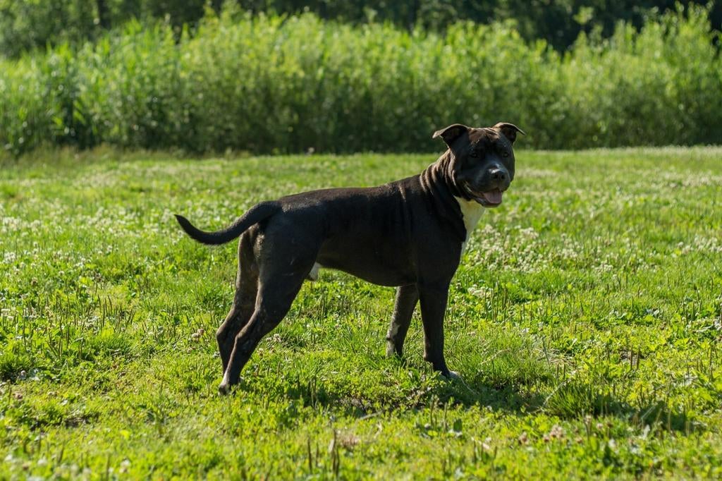 Pitbull dekreu, 15 weken tot 1 jaar, Reu, Eén hond, Nederland