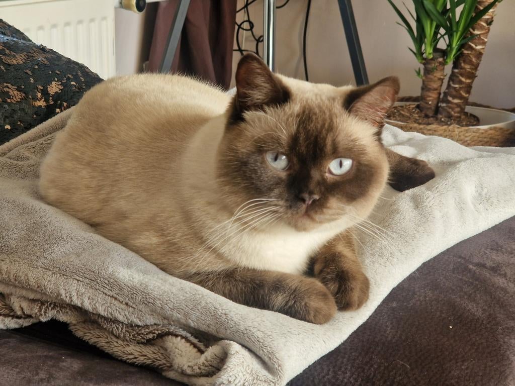 Dekkaters Point Brits korte haar, Dieren en Toebehoren, 0 tot 2 jaar