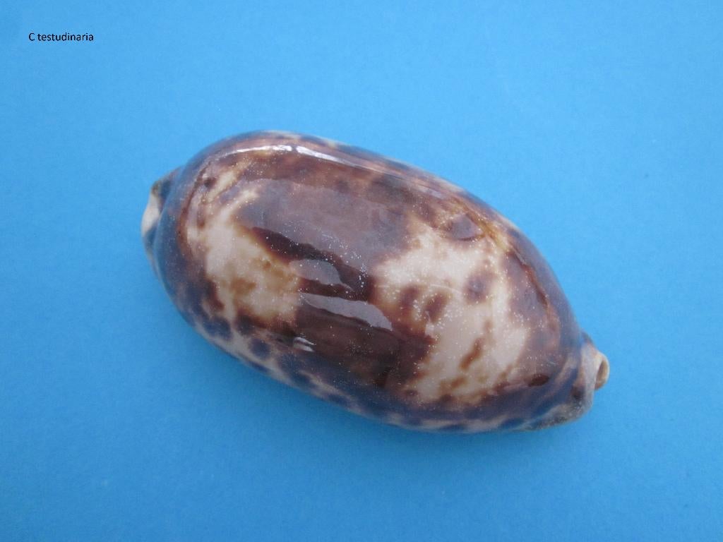 Schelpen: Cypraeidae, Verzenden, Schelp(en)