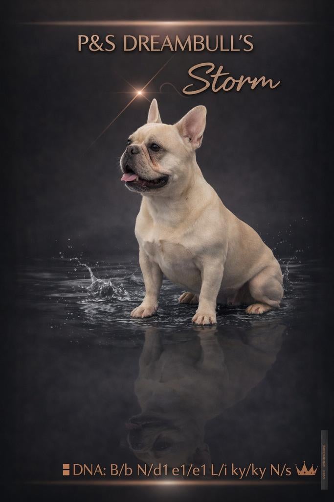 🥰 Super lieve franse Bulldog dekreu Storm ter dekking 🥰, Dieren en Toebehoren, Particulier, Reu, 1 tot 2 jaar, Buitenland