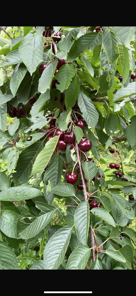 Fruitbomen kersenboom reserveer nu op te halen november €89, Ophalen, Volle zon, Overige soorten